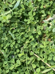 Trifolium glomeratum