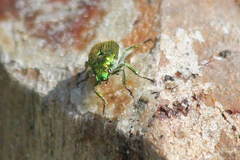 Diphucephala colaspidoides