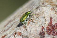 Diphucephala colaspidoides