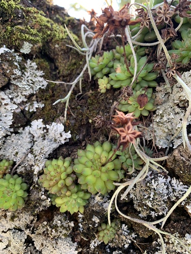 Echeveria setosa