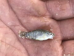 Fundulus xenicus