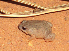 Uperoleia crassa
