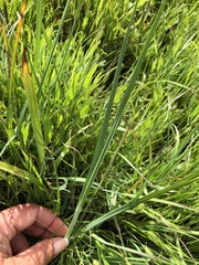 Carex serratodens