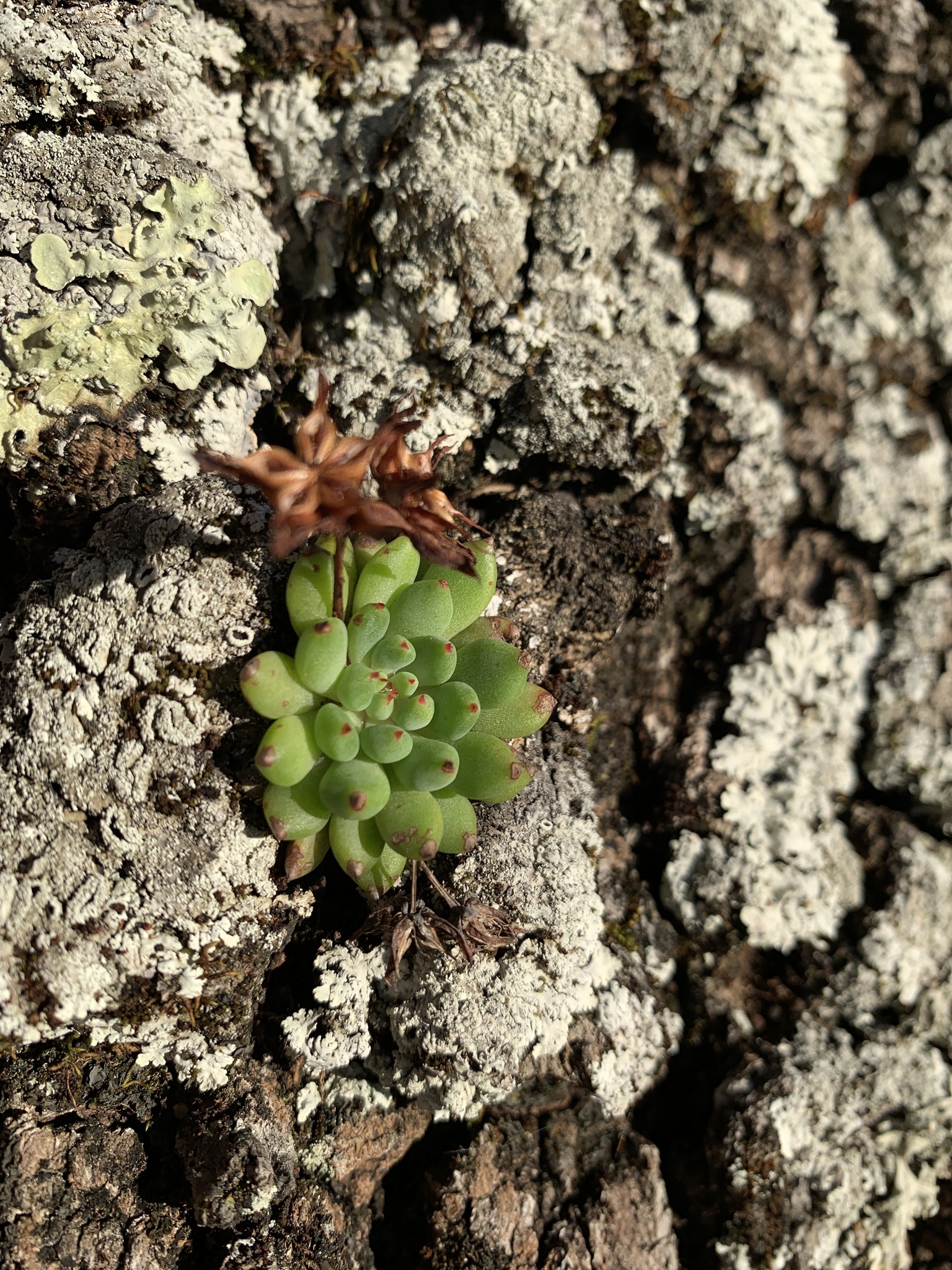 Imagem de Echeveria peluda