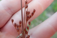 Juncus interior