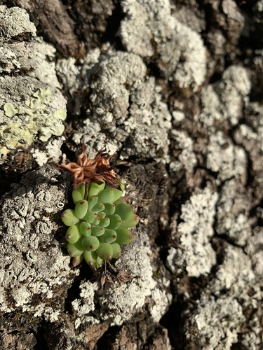 Echeveria setosa