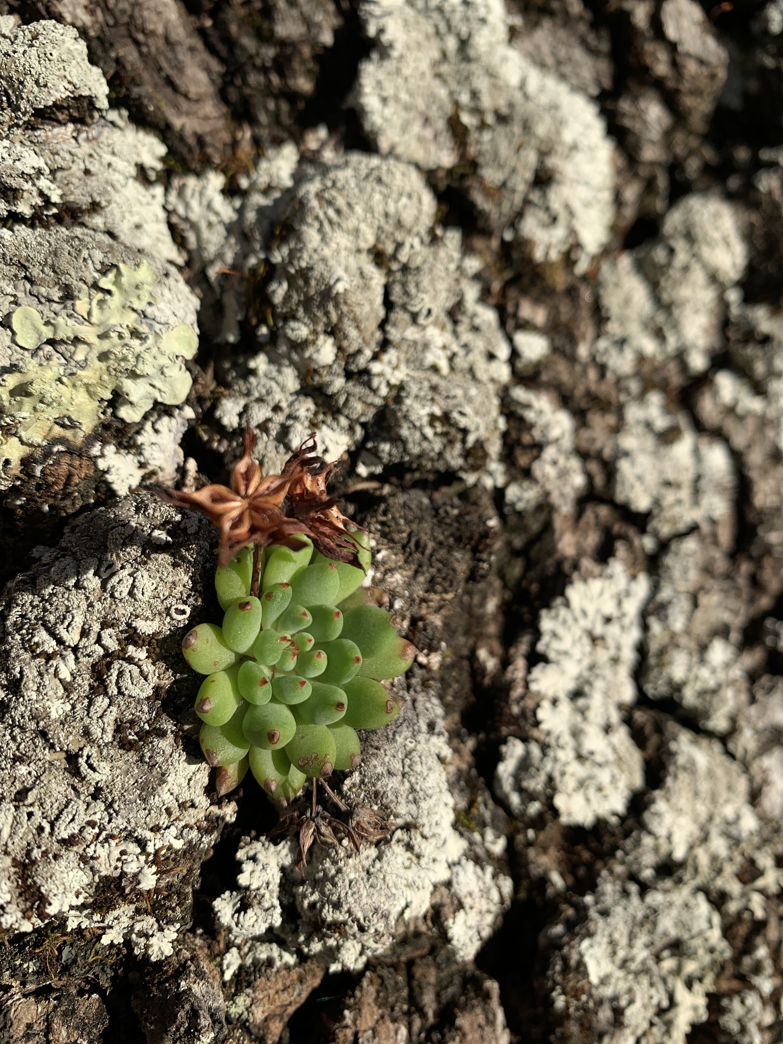 Imagem de Echeveria peluda