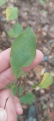 Rhamnus japonica