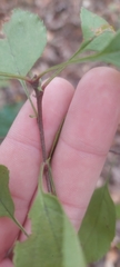 Rhamnus japonica