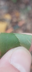 Rhamnus japonica