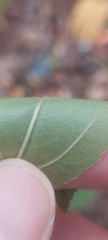 Rhamnus japonica