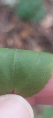 Rhamnus japonica