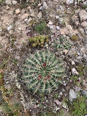 Ferocactus macrodiscus