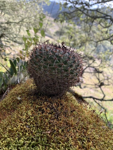 Mammillaria mystax