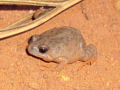 Uperoleia crassa