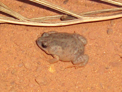 Uperoleia crassa
