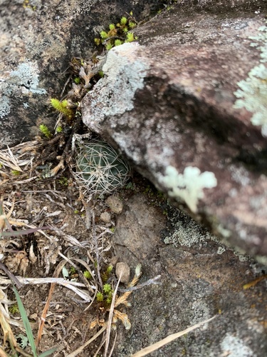 Echinocereus acanthosetus