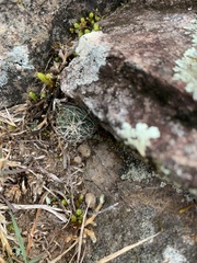 Echinocereus acanthosetus