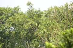 Psittacula alexandri alexandri
