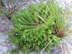 Melichrus procumbens
