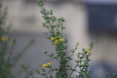 Genista monspessulana
