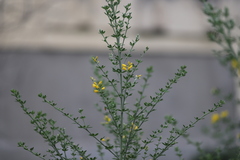 Genista monspessulana