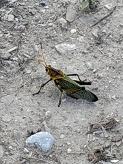 Taeniopoda tamaulipensis