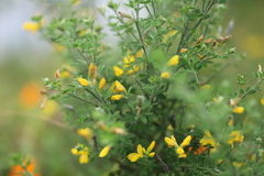 Genista monspessulana