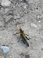 Taeniopoda tamaulipensis