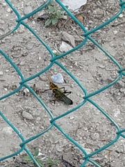 Taeniopoda tamaulipensis