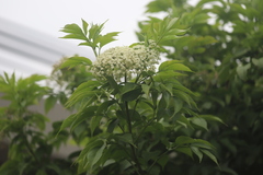 Sambucus nigra