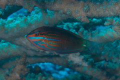 Halichoeres biocellatus