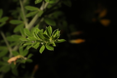 Genista monspessulana