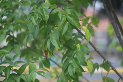 Sambucus nigra