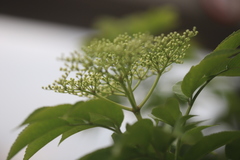 Sambucus nigra