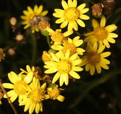 Senecio inaequidens