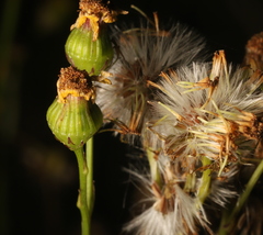 Senecio inaequidens