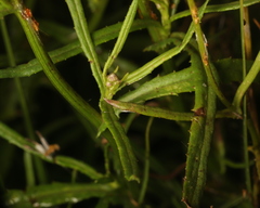 Senecio inaequidens