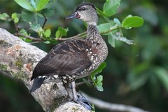Spotted Whistling-Duck photo 1