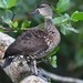 Spotted Whistling-Duck - Photo (c) Daniel Townend, some rights reserved (CC BY-NC), uploaded by Daniel Townend