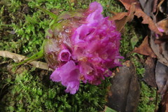 Elleanthus capitatus