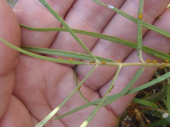 Asclepias quinquedentata