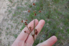 Juncus nodosus