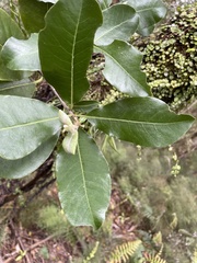 Pittosporum huttonianum