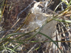Asclepias quinquedentata