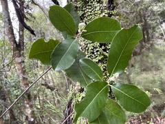 Pittosporum huttonianum