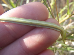 Asclepias quinquedentata