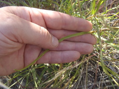 Asclepias quinquedentata