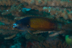 Labropsis australis