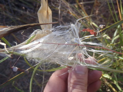 Asclepias quinquedentata